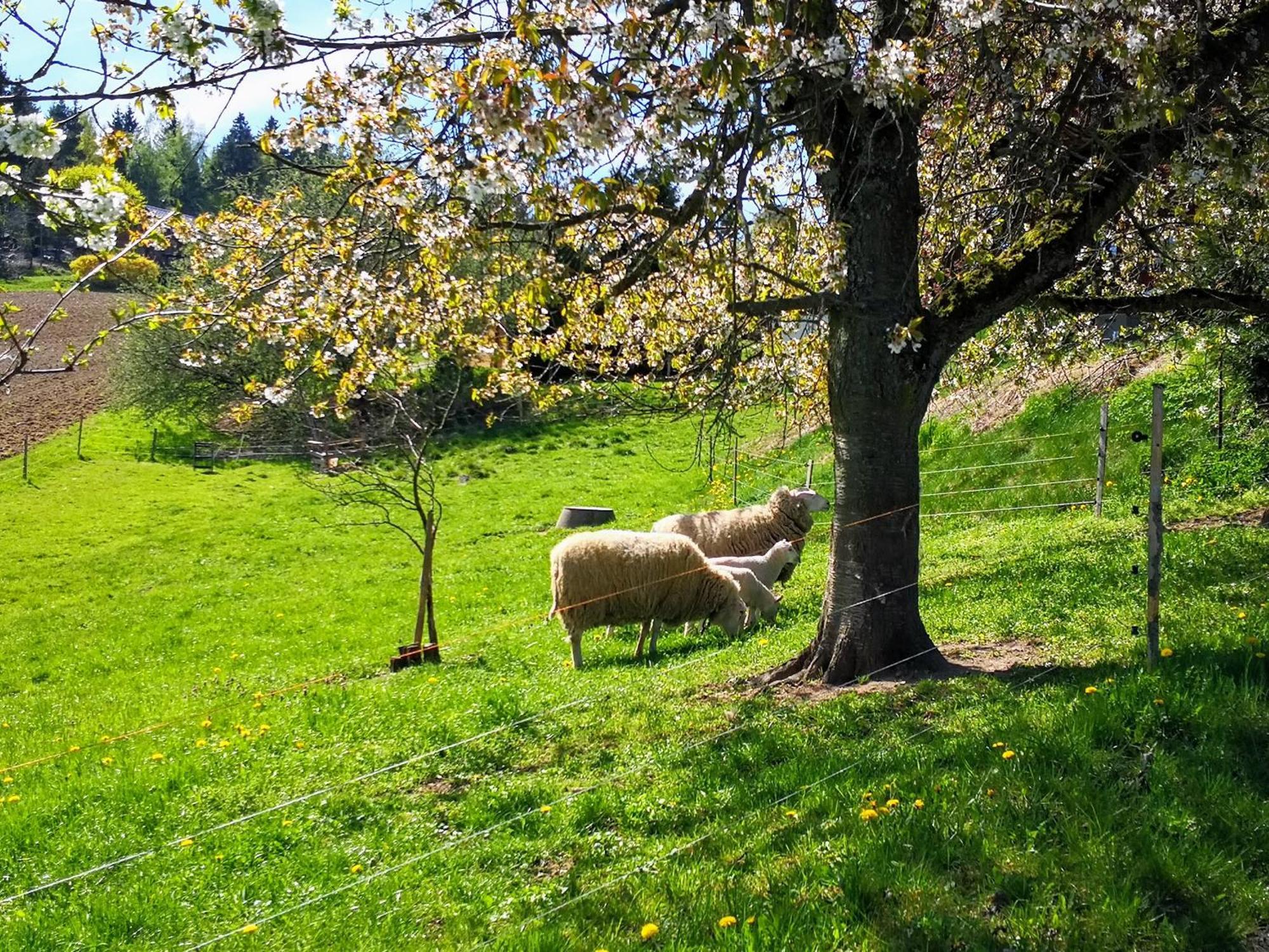 Pumphut'S Scheune Ferienwohnungen Nr 1 - 4 Naehe Freizeitpark Plohn Lengenfeld エクステリア 写真